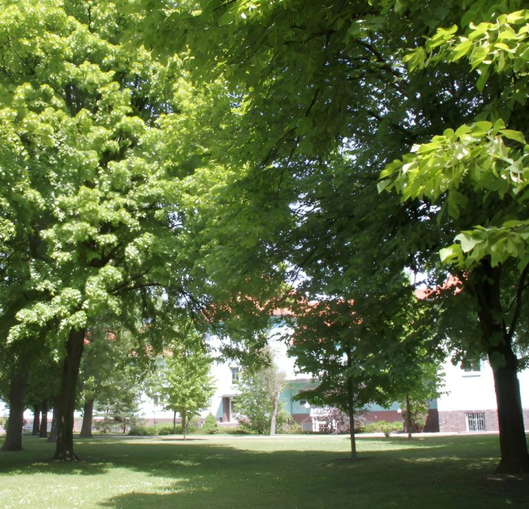 Parkanlage Parkanlage mit großen, grünen Bäumen und Rasenfläche vor einem hellen Gebäude im Hintergrund.